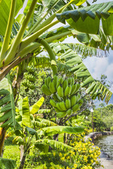 Wall Mural - Banana tree with a bunch