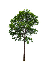 tree isolated on white background
