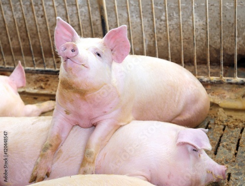 Fotografie, Tablou fat pig leaning over the back of another pig