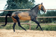 Akhal-Teke horse gallop