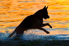 Shepherd Dog Silhouette Run Against Sunset In River