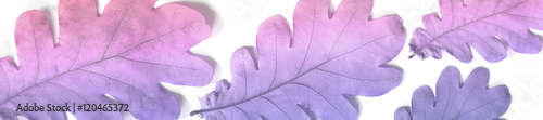 header ombre pale pink blue  old dry autumn oak leaves