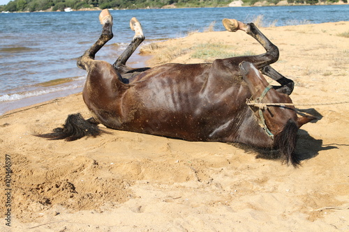 Purosangue Inglese Che Si Rotola Sulla Sabbia Di Una