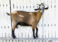 Brown Goat On A White Wooden Fence In Moldova
