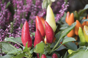 chili on plant