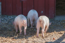 Tree Little Pigs With Curly Tails