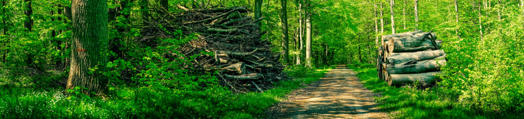 Wall Mural - lumber by a road in a green forest