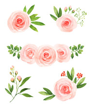 Watercolor Pink Roses Flower Illustration Elements
