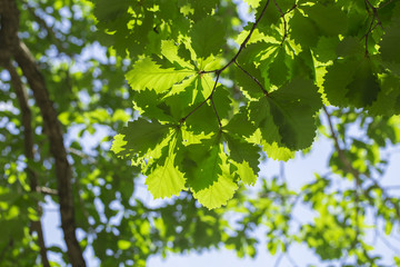 oak on the white background