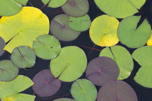 Leaves Of Water Lily (Nymphaéa) On The Surface Of Garden Pond.