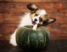 Little Puppy With Pumpkin
