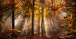 Magische Lichtstimmung in einem nebligen Wald im Herbst
