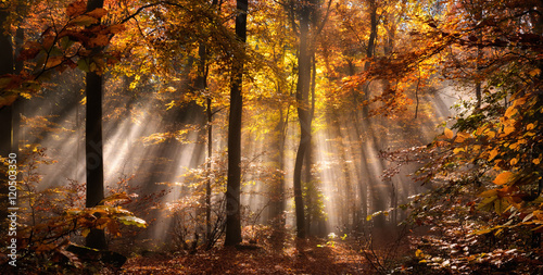 Fotografie, Obraz Magische Lichtstimmung in einem nebligen Wald im Herbst