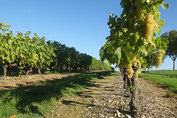 Sticker - Vignoble charentais