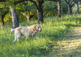 Fototapeta Sawanna - cute labrador dog