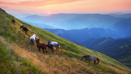 Wall Mural - Grazing wild horses