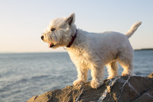 West Highland White Terrier A Very Good Looking Dog