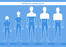 Water In Human Body. The Man At Different Ages