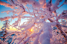Snow Covered Branches, Lapland, Finland, Europe 