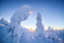 Snow Covered Trees, Lapland, Finland, Europe 