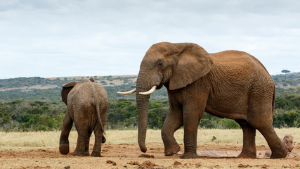 This is my water move - African Bush Elephant