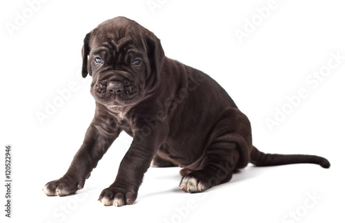 Beautiful Young Black Puppy Italian Mastiff Cane Corso 1