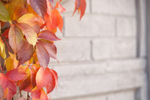 Wild Grape Tree Changing Leaves Color In Early Autumn - Focus On Leaves