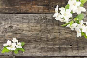  Spring apple tree blossom on rustic wooden background with space