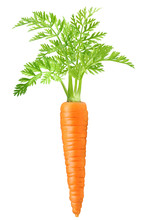 Carrot Isolated On White