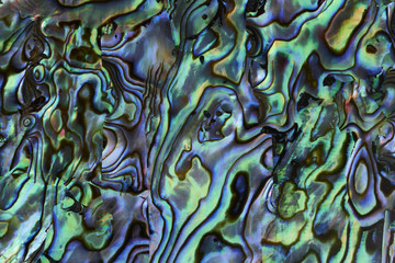 Abalone shell background texture