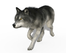 3d Render Of A Grey Wolf Trotting Isolated On White Background