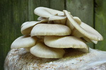 Oyster Mushrums (Pleurotus Ostreatus) Cultivated On Straw. Growing Mushrooms At Home. Close Up, Selective Focus.
