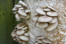 Oyster Mushrums (Pleurotus Ostreatus) Cultivated On Straw. Growing Mushrooms At Home. Close Up, Selective Focus.
