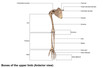 Bones of the upper limb (Anterior view)