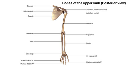 Wall Mural - Bones of the upper limb (Posterior view)