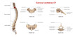 Cervical vertebrae C7_With Lables