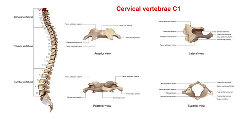 Wall Mural - Cervical vertebrae C1_With Lables