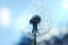 Close Up Of Dandelion Spores Blowing Away