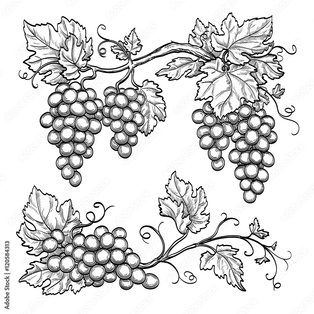 Vector illustration grape branches - obrazy, fototapety, plakaty 