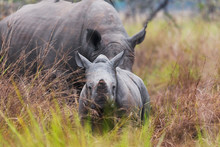 Rhino Calf With Mum
