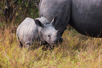 Wall Mural - Rhino calf with mum
