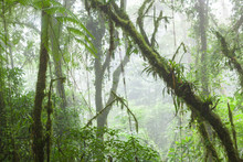 Misty Rainforest In Monteverde Cloud Forest Reserve
