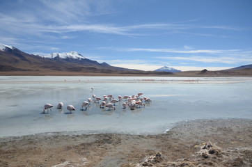flamingos in lake bolivia