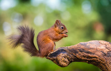 Red Squirrel In The County Of Northumberland, England