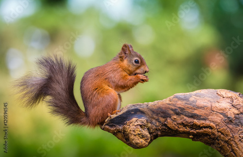 Cuadros en Lienzo Red squirrel in The County of Northumberland, England