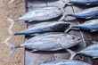 © yotrakbutda - fresh tuna