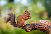 Red Squirrel In Woodland, County Of Northumberland, England
