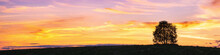 Panoramic Landscape With Single Tree Over Sunset Sky