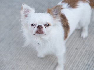 small white brown friendly dog stand alone on street.