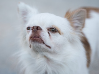 small white brown friendly dog stand alone on street.